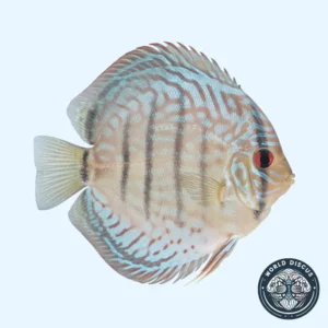 Disco - Heckel Cross