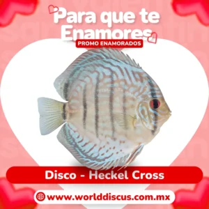 Disco - Heckel Cross