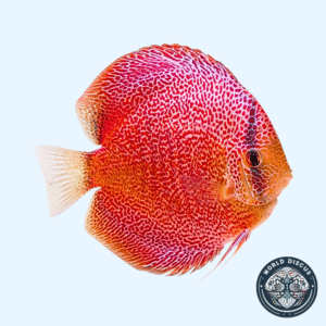 Disco - Super Panthera