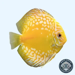 Disco - Yellow Rafflesia