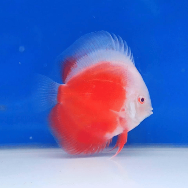 Primer plano del Coral Red Discus destacando su brillante color rojo coral bajo la luz del acuario.