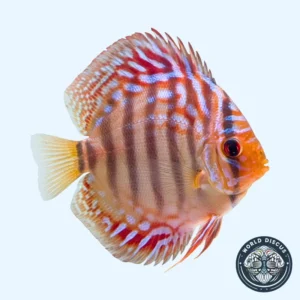 Disco - Galaxy Turquoise