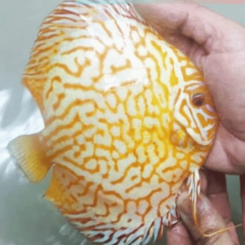 pez Golden Checkerboard Discus, mostrando su distintivo patrón dorado en forma de tablero de ajedrez mientras nada en un acuario.