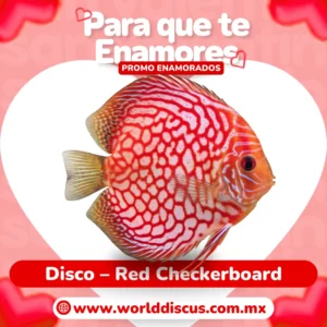 Disco - Red Checkerboard