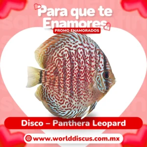 Disco - Panthera Leopard