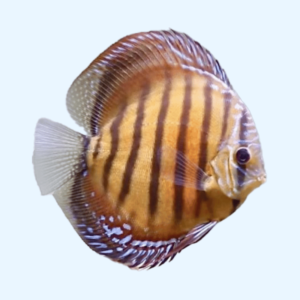 Disco - Red Alenquer