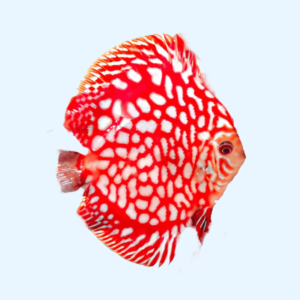 Portada del pez Red Panda Discus mostrando su vibrante color rojo y grecas blancas mientras nada en un acuario.