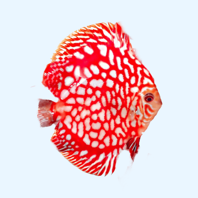 Portada del pez Red Panda Discus mostrando su vibrante color rojo y grecas blancas mientras nada en un acuario.