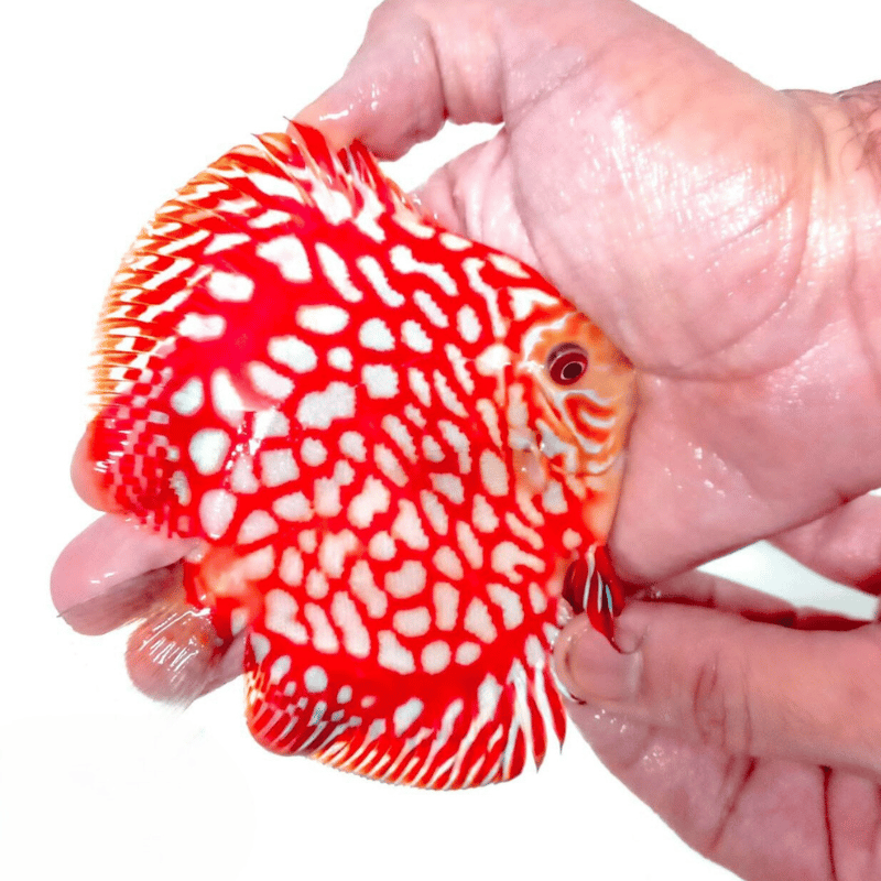 Primer plano del Red Panda Discus en tamaño comparado con mano, destacando su color rojo brillante y grecas blancas bajo la luz del acuario.