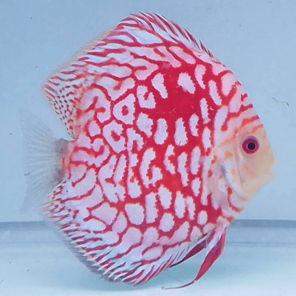 Primer plano del Red Panda Discus, destacando su color rojo brillante y grecas blancas bajo la luz del acuario.