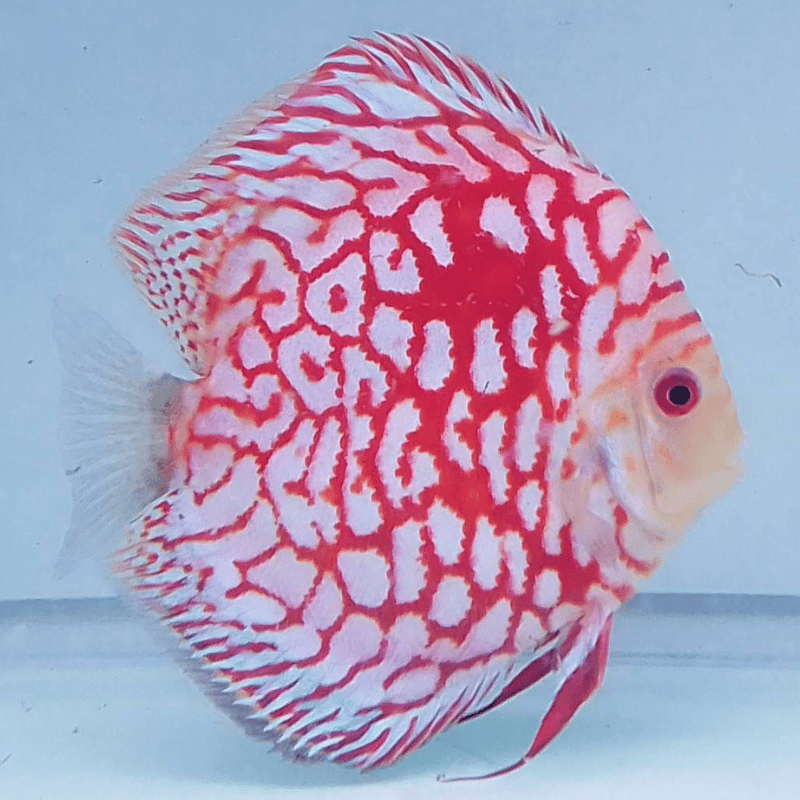 Primer plano del Red Panda Discus, destacando su color rojo brillante y grecas blancas bajo la luz del acuario.