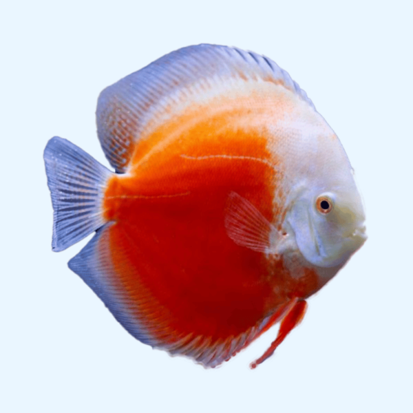 Portada del pez Red Valentine Discus mostrando su intenso color rojo mientras nada en un acuario iluminado.