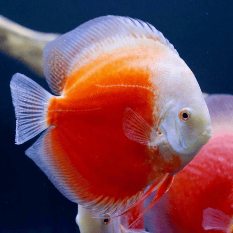 Primer plano del Red Valentine Discus destacando su brillante color rojo y su comportamiento pacífico en un acuario.