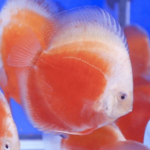 Grupo de Red Valentine Discus nadando en un acuario comunitario, mostrando sus colores rojos vibrantes.