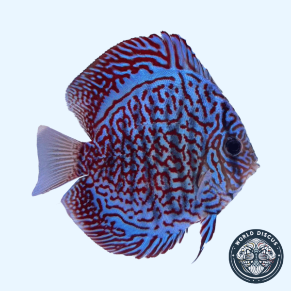 Portada del pez Tiger Turquoise Discus, mostrando su vibrante patrón de rayas azules y turquesas mientras nada en un acuario.
