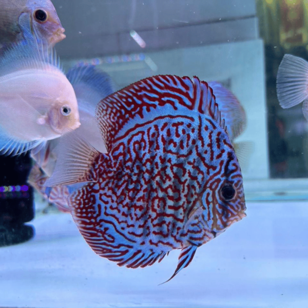 Primer plano del Tiger Turquoise Discus, resaltando sus llamativas rayas tipo tigre sobre un cuerpo azul turquesa.