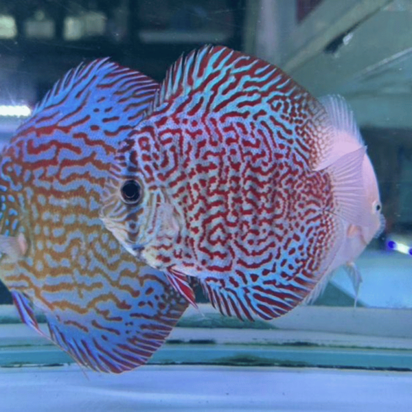Varios peces Tiger Turquoise Discus nadando juntos en un acuario, mostrando su característico patrón rayado.