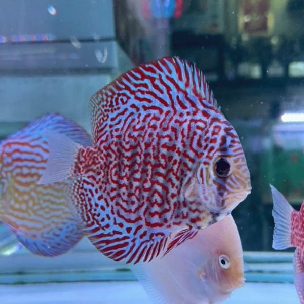 Primer plano del Tiger Turquoise Discus, resaltando sus llamativas rayas tipo tigre sobre un cuerpo azul turquesa.