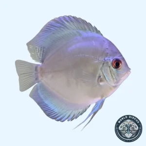 Disco - Blue Diamond