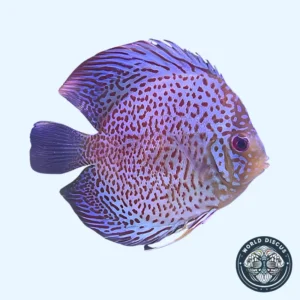 Disco - Blue Snakeskin