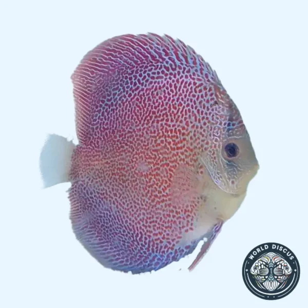 Ghost Eruption Discus Disco - Eruption - World Discus
