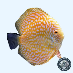 Disco - Golden Pigeon