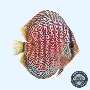 Disco - Panthera Leopard