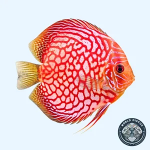 Disco - Red Checkerboard