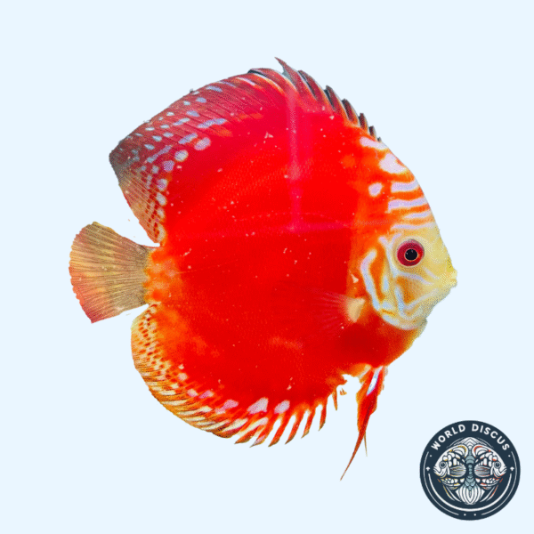 Portada del pez Red Rafflesia Discus mostrando su intenso color rojo y patrón similar a los pétalos de una flor, nadando en un acuario iluminado.