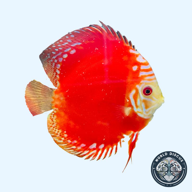 Portada del pez Red Rafflesia Discus mostrando su intenso color rojo y patrón similar a los pétalos de una flor, nadando en un acuario iluminado.