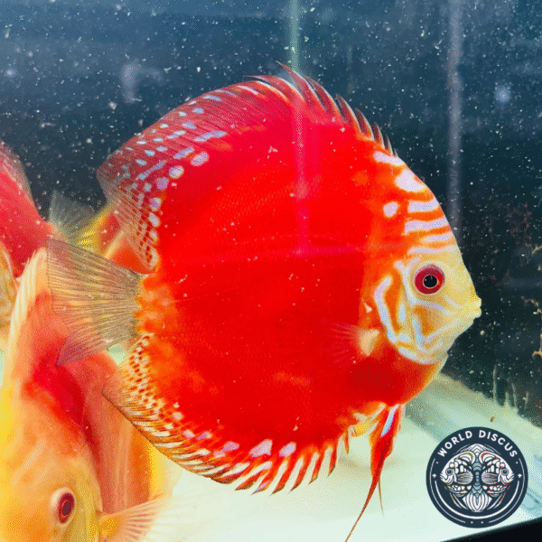 Primer plano del pez Red Rafflesia Discus, resaltando su intenso color rojo y patrones únicos bajo la luz del acuario.