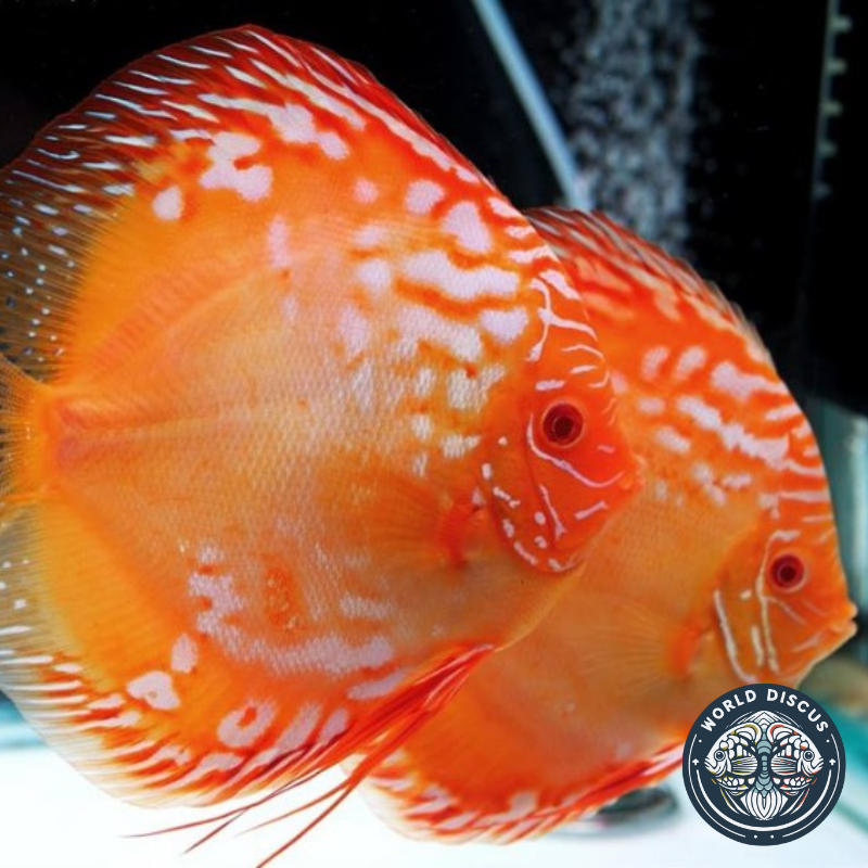 Varios peces Red Rafflesia Discus nadando en un acuario comunitario, mostrando sus brillantes colores y patrones distintivos.