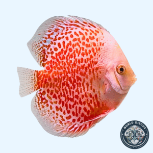 Disco - Snow Leopard