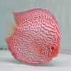 rimer plano del Blue Leopard Discus, resaltando su patrón de puntos rojos y entre ellas sus tonos azules y detalles únicos bajo la luz del acuario.