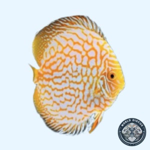 Disco - Golden Checkerboard