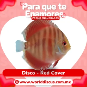 Disco - Red Cover