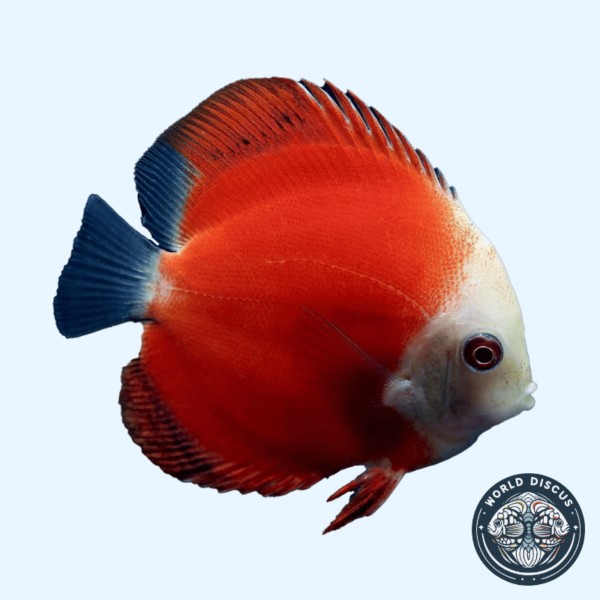 Portada del pez Red Melon Discus, mostrando un color rojo intenso y uniforme mientras nada en un acuario iluminado.