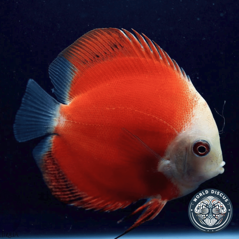 Primer plano del Red Melon Discus con un cuerpo rojo sólido, mostrando detalles de sus aletas extendidas en un acuario.