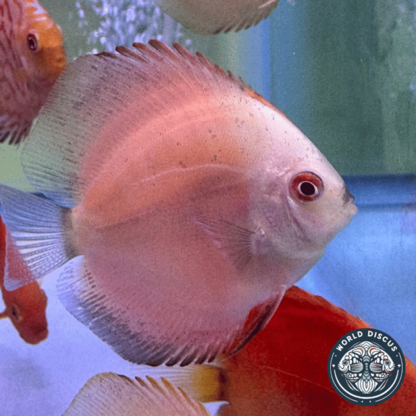 Primer plano del Red Melon Discus con un cuerpo rojo sólido, mostrando detalles de sus aletas extendidas en un acuario.