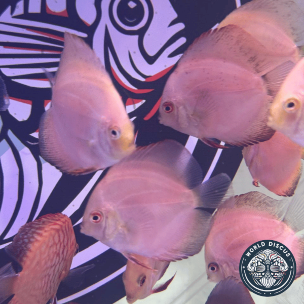 Pez Red Melon Discus nadando en un acuario, resaltando su color rojo vibrante y uniforme bajo la luz del tanque.