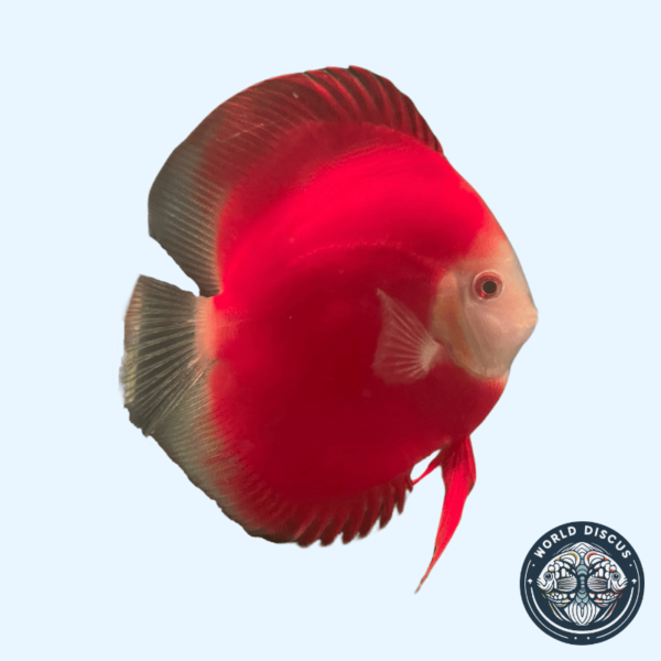 Portada del Disco Red Ninja, mostrando su vibrante color rojo sólido y aletas oscuras mientras nada en un acuario.