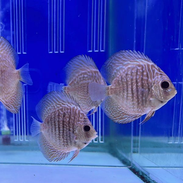 Varios Peces Snake Skin Discus con un patrón de líneas finas que imitan la piel de una serpiente, nadando en un acuario.