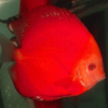 Portada del pez Super Red Discus, mostrando su color rojo vibrante mientras nada en un acuario.