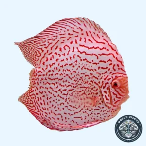 Disco - Blue Leopard