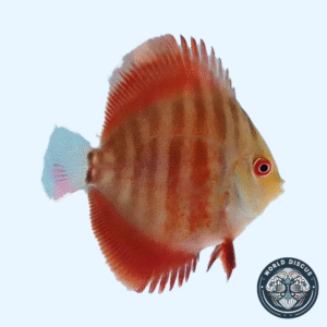 Portada del pez Red Cover Discus mostrando su color rojo intenso y líneas de estrés mientras nada en un acuario iluminado.