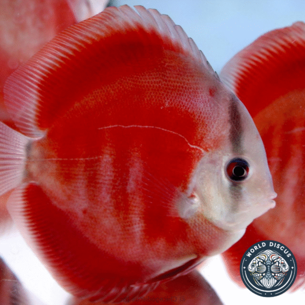 Portada del pez Red Cover Discus mostrando su color rojo intenso y líneas de estrés mientras nada en un acuario iluminado.
