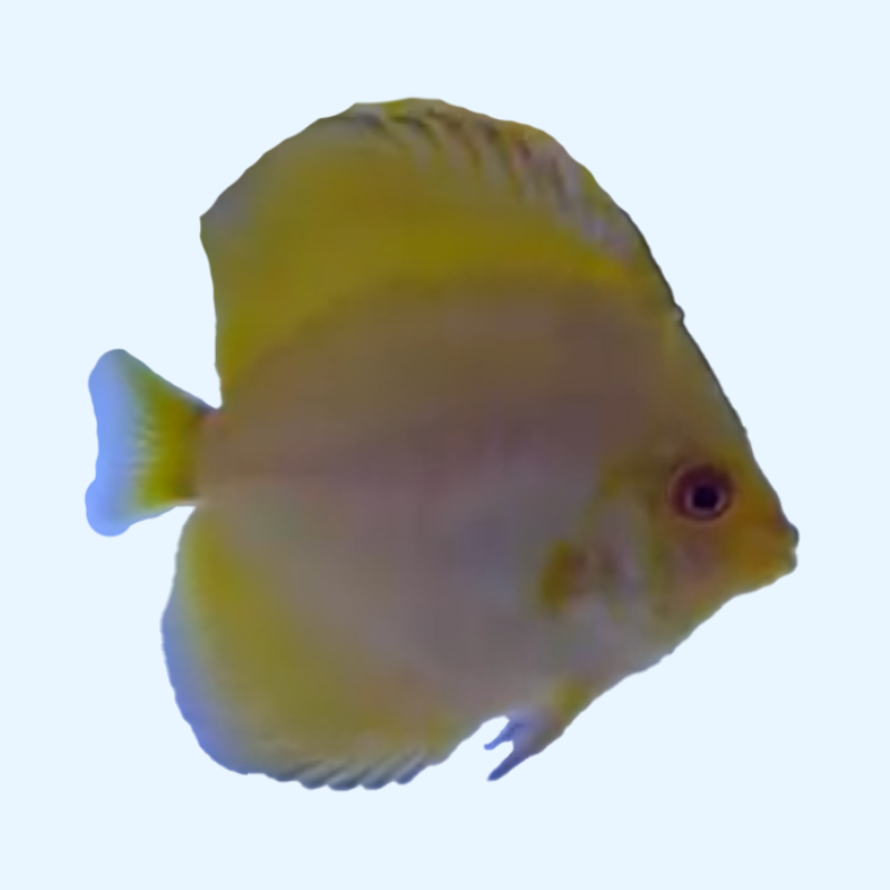 Portada Pez Golden Discus con un cuerpo de color dorado sólido, nadando en un acuario, mostrando su brillo bajo la luz del tanque.
