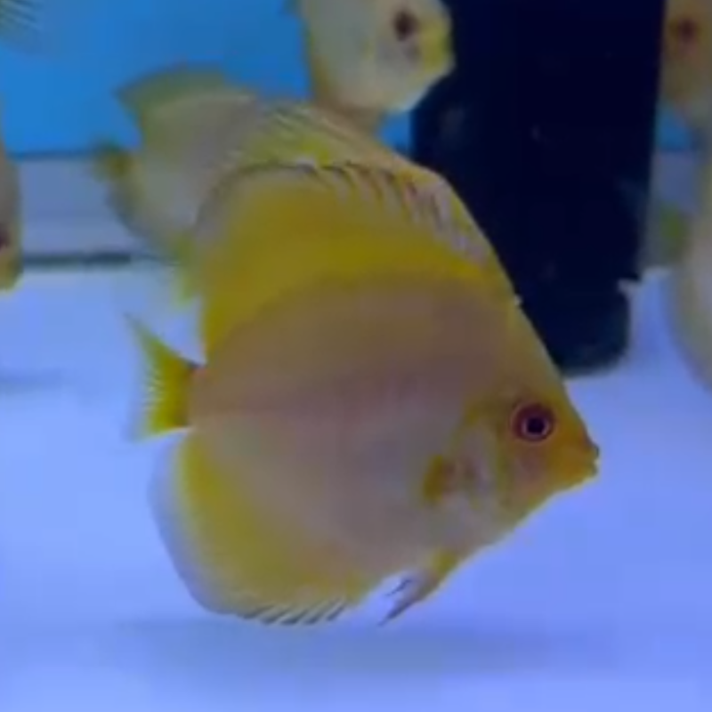 Pez Golden Discus con un cuerpo de color dorado sólido, nadando en un acuario, mostrando su brillo bajo la luz del tanque.