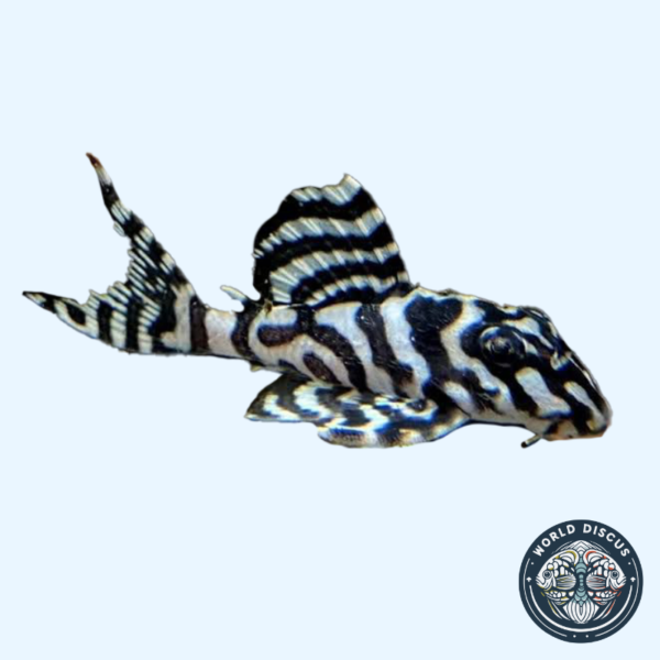 Portada del pez L236 Pleco mostrando su patrón distintivo en blanco y negro, nadando en el fondo de un acuario.