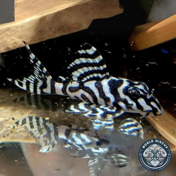 Pez L236 Pleco con un patrón en blanco y negro distintivo, descansando sobre el sustrato de un acuario.